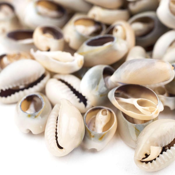 100 Cowrie Shells: Cowry Shells Craft Shells White Seashells 10mm Shell Beads Small Beige Shells Shells for Clothing (lb-SHL-UNU-WHT-210)