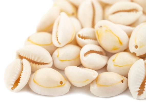 46 Beige Drilled Cowrie Shells Large: Natural Seashell Shells for Clothing Sea Shell Beads Loose Shells White Seashells Shells for Art