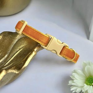 K&ouml;nnte beinhalten: Ein senfgelbes Samt-Haustierhalsband mit cremefarbener Schnalle und goldfarbener Hardware. Das Halsband liegt auf einer goldfarbenen Zierschale, mit einer wei&szlig;en Blume im Hintergrund.