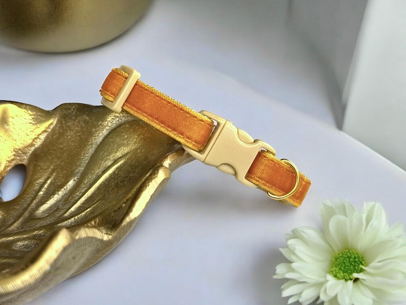 K&ouml;nnte beinhalten: Ein senfgelbes Samt-Haustierhalsband mit cremefarbener Schnalle und goldfarbener Hardware. Das Halsband liegt auf einer goldfarbenen Zierschale, mit einer wei&szlig;en Blume im Hintergrund.