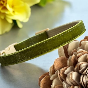 May include: A green velvet cat collar with a white buckle. The collar is lying on a table with a flower in the background.