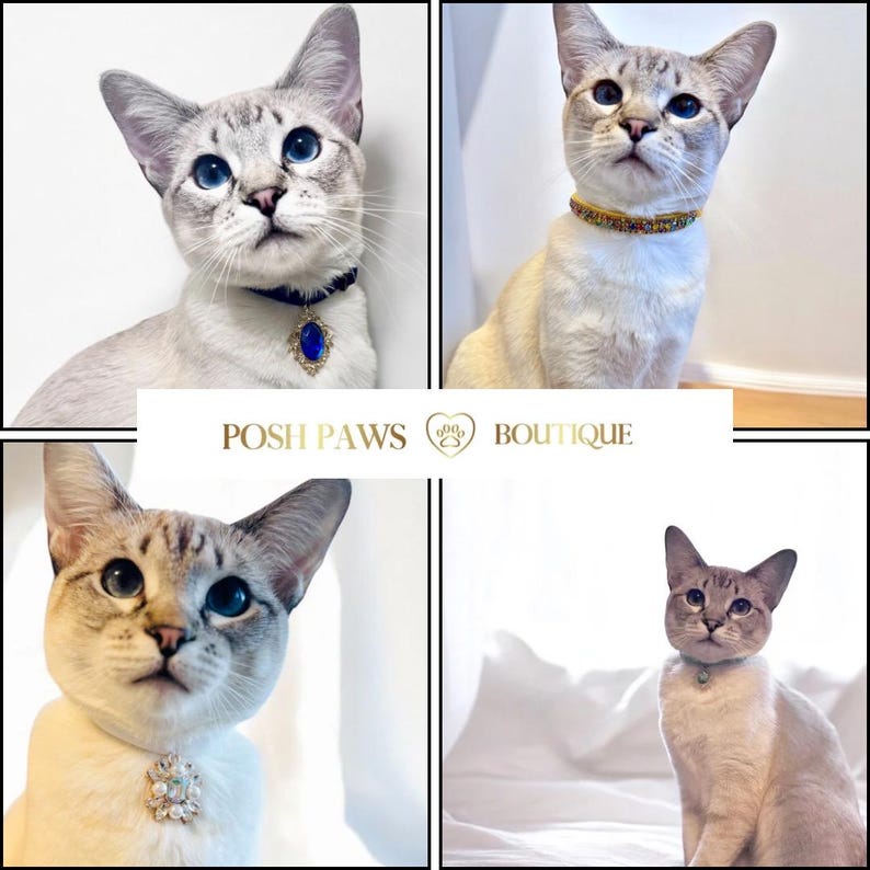 Puede incluir: Cuatro fotos de un gato siam&eacute;s con diferentes collares de joyas. El gato es blanco con marcas grises y ojos azules. Los collares est&aacute;n decorados con diamantes de imitaci&oacute;n, una gema azul y cuentas doradas. El texto "POSH PAWS BOUTIQUE" es visible en el centro de la imagen.