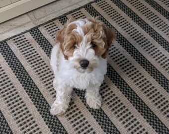 Puede incluir: Un cachorro pequeño y esponjoso con pelaje marrón y blanco está sentado sobre una alfombra a rayas. El cachorro tiene una nariz marrón y está mirando hacia arriba. La alfombra tiene rayas alternas negras y beige. Un armario blanco está en el fondo.