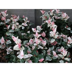 Snow N Summer™ Asian Jasmine Vine - Live Plant - ( 1 Qt )