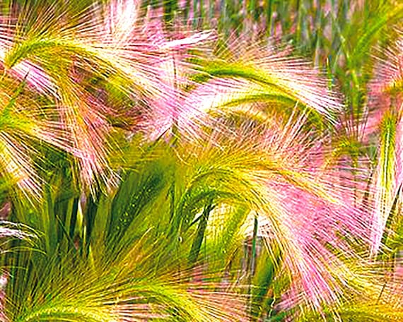 Plants                  Colorful Wall Art Printable, Abstract Art Print,Modern Home Decor, Vibrant Art for Living Room, DIY Crafts Printable
