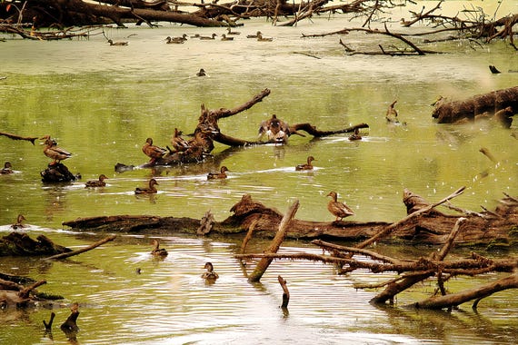 Ducks on water       Wall Art, Nature Photography Print, Lake Scene Decor, Wildlife Photo Gift, Calm Outdoor Landscape, Rustic Home Accent
