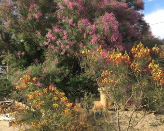 Aangepaste magische olie: natuurlijke kruiden, etherische oliën, kaarszalving