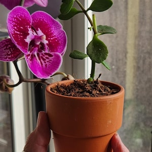 May include: A small terracotta pot holds a young plant with green leaves and brown soil. A vibrant pink orchid with dark spots blooms nearby. The image is set against a window with natural light.