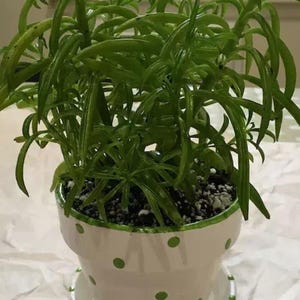 Medium painted polka dot planter in custom color combinations. Hand-painted terracotta flower pot with matching saucer, sealed for indoor or outdoor plants. Shown in green and white.
