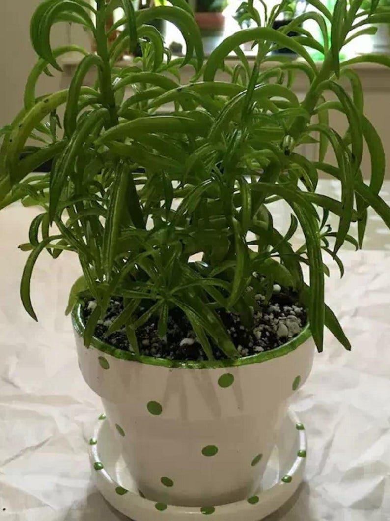 Medium painted polka dot planter in custom color combinations. Hand-painted terracotta flower pot with matching saucer, sealed for indoor or outdoor plants. Shown in green and white.