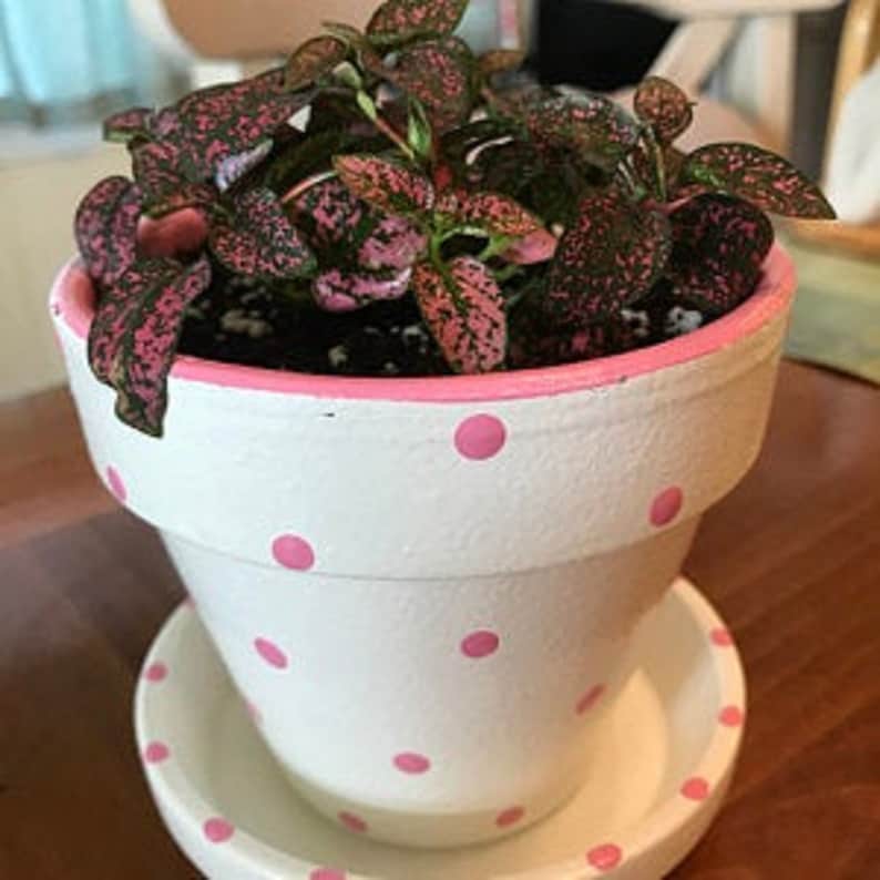 Medium painted polka dot planter in custom color combinations. Hand-painted terracotta flower pot with matching saucer, sealed for indoor or outdoor plants