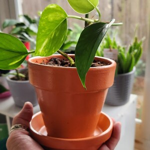 May include: A potted plant with variegated green leaves in a terracotta pot with a matching saucer. The plant is sitting on a windowsill with other plants in the background.