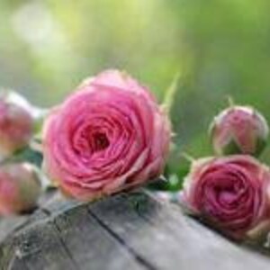 May include: A cluster of pink roses, some in bud, some fully bloomed, resting on a weathered wooden surface.