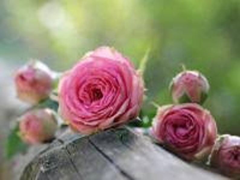 May include: A cluster of pink roses, some in bud, some fully bloomed, resting on a weathered wooden surface.