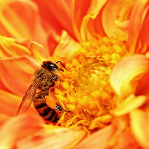 May include: A close-up of a honeybee collecting pollen from a bright orange dahlia flower.
