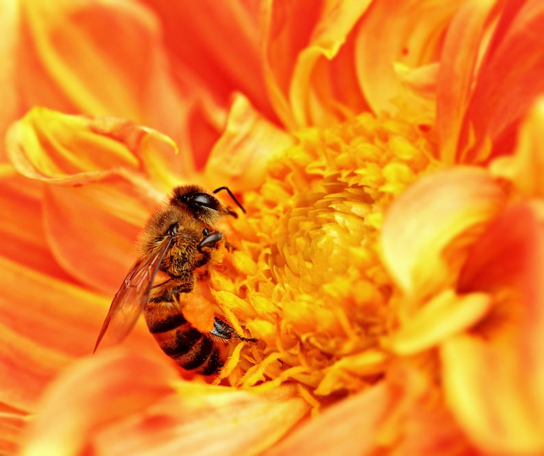 May include: A close-up of a honeybee collecting pollen from a bright orange dahlia flower.