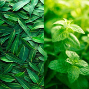 May include: Close-up of green eucalyptus leaves and green mint leaves.