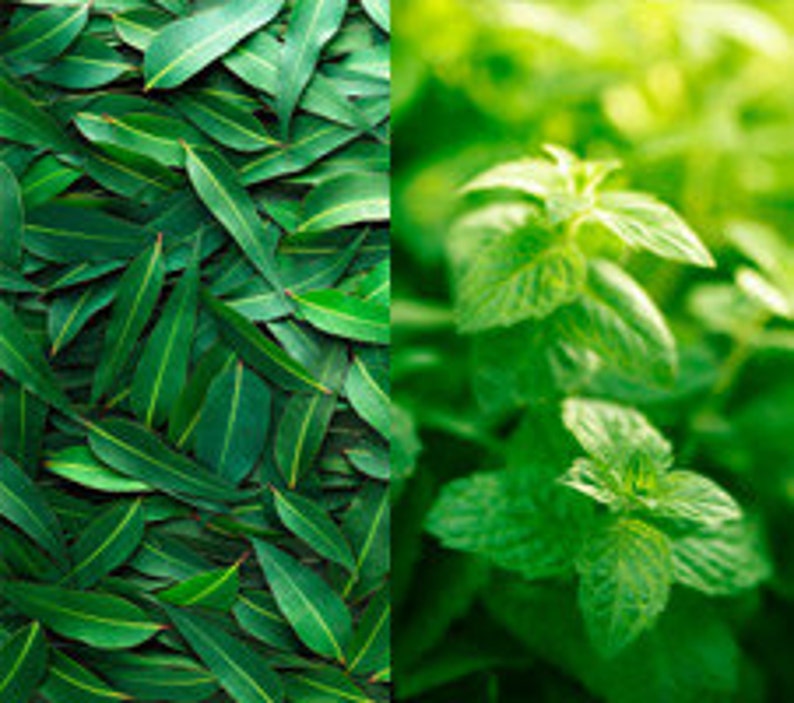 May include: Close-up of green eucalyptus leaves and green mint leaves.