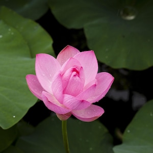 Rare Pink Lotus Hydro Distilled Essential Oil: Vintage 2000, Oman Frankincense