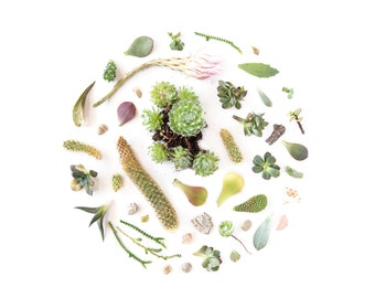 Succulent Nature Circle Digital Download Art Print - A variety of species of Cactus and Succulents