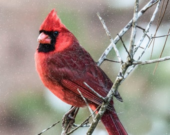 Bright Red Cardinal in the Snow Photograph