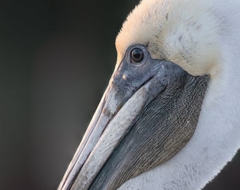 Brown Pelican Beach Bird Photograph