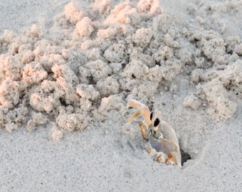 Ghost Crab Photo Print, Dauphin Island Sandcrab