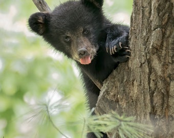 The Cutest Bear Cub Face Photograph