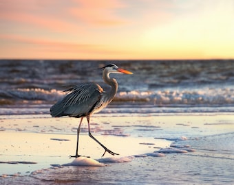 Summer Sunset with Great Blue Heron on Dauphin Island
