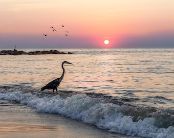 Peaceful Beach Sunrise with Great Blue Heron from Dauphin Island, AL Photograph