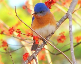 The First Bluebird of Spring Photograph