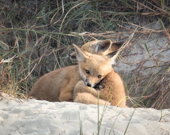 Fox Kits "Hugs & Kisses" Wildlife Photograph