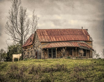 Country Road Old Farmhouse and Cow Photograph