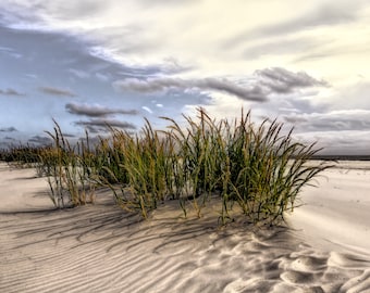 Windswept Sea Oats on the Beach before a Storm Photograph