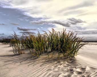 Windswept Sea Oats on the Beach before a Storm Photograph