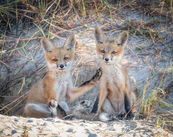 Fox Kits on Sand Dune Photograph
