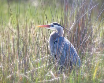 Great Blue Heron Photograph: Marsh Grass Coastal Wall Art