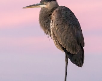 Great Blue Heron at Sunset Photograph, Coastal Bird Art