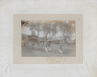 Vintage Photo, Man Driving Horse and Cart, Dog Lying Down, Black white Dog, Horse Cart, Social History,