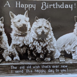 Vintage Postcard, 4 Dogs ,Terriers, Fluffy, , Message on Rear