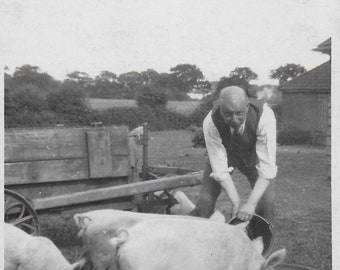 RPPC, Vintage Photo, Die Schweine füttern