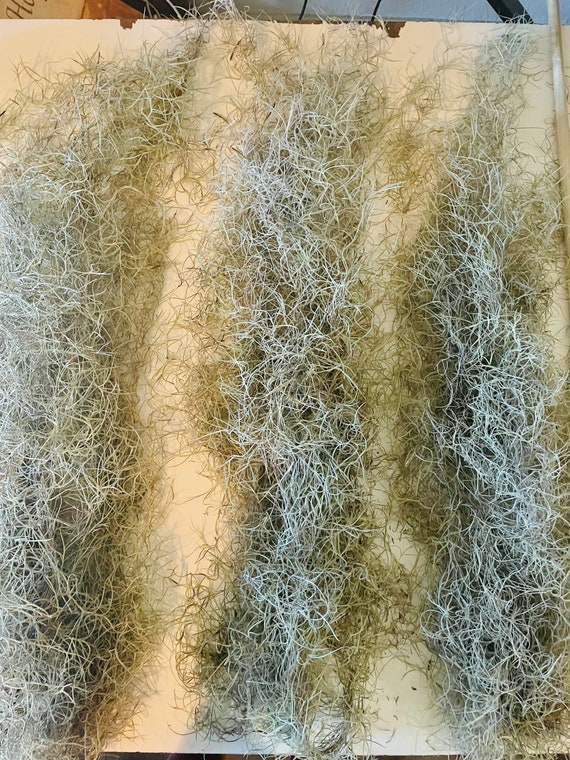 Spanish Moss Clumps Craft Mulch or Hang live Air Plant Etsy