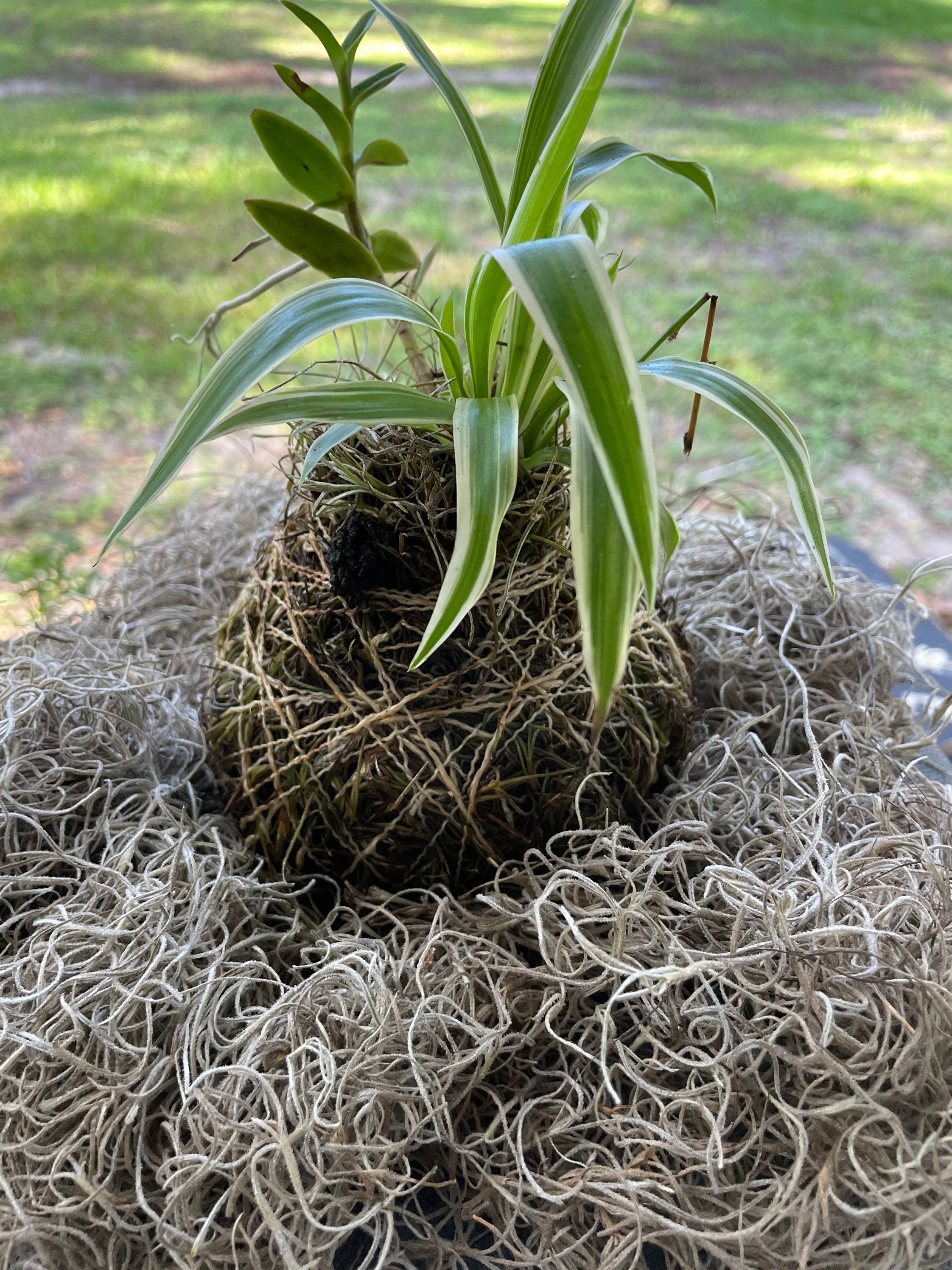 1 Gallon Dried Preserved Spanish Moss Craft Orchids Etsy