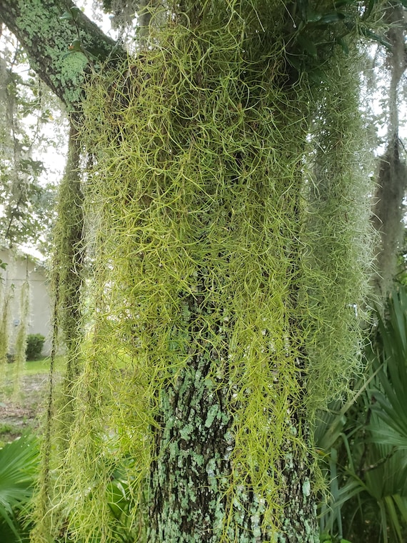 SALE 3 Gal. Spanish Moss Craft Mulch or Hang Live Air Etsy Denmark