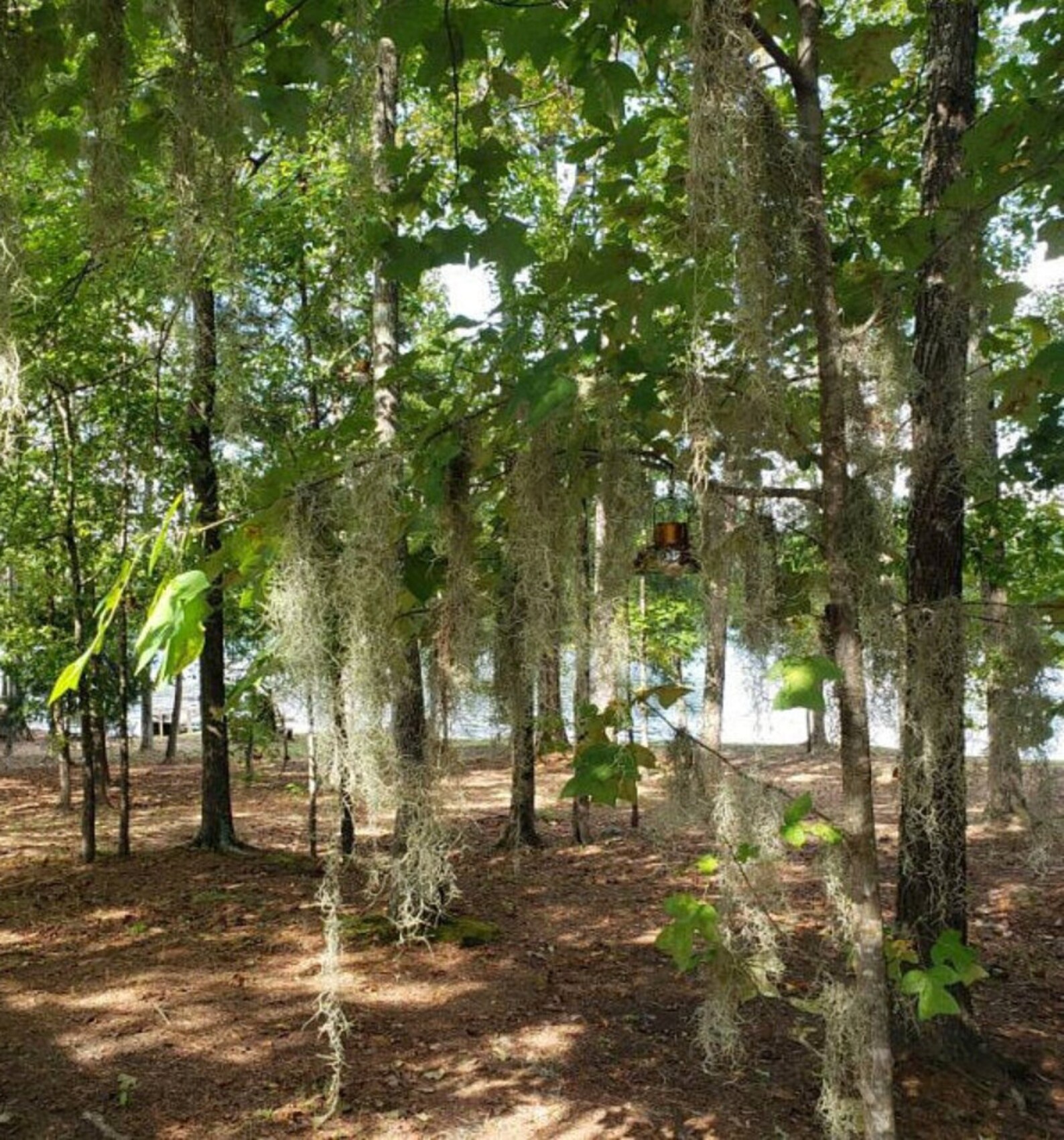 SALE 3 Gal. Spanish Moss Craft Mulch or Hang Live Air Etsy UK