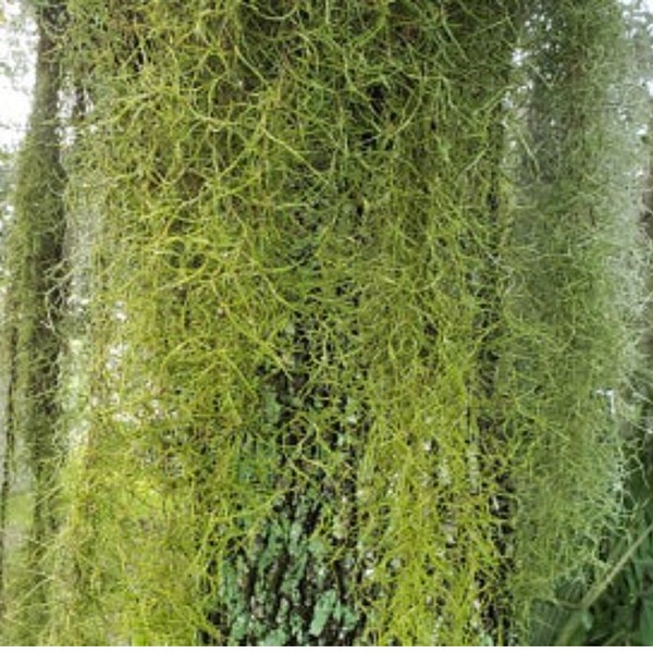 1 Gallon Spanish Moss.