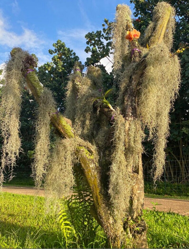 SALE 3 Gal. Spanish Moss Craft Mulch or Hang Live Air Etsy India