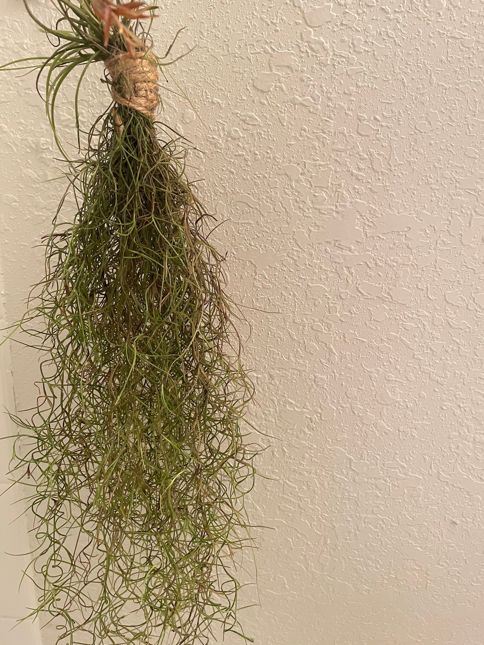 Wall Art Air plant Spanish Moss Moss Ball Home Decor Etsy