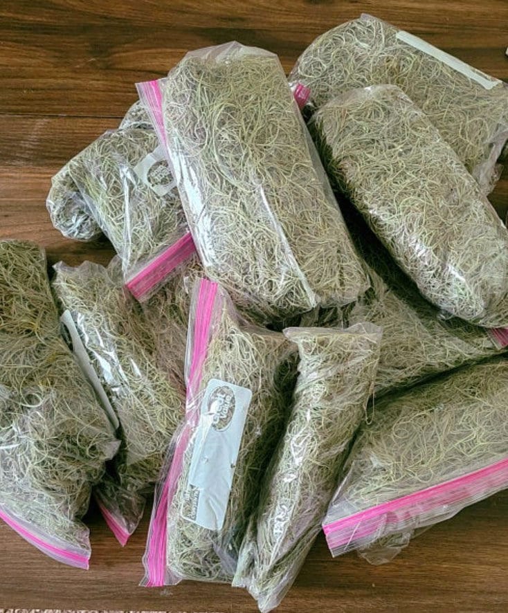 SALE 3 Gal. Spanish Moss Craft Mulch or Hang Live Air Etsy UK