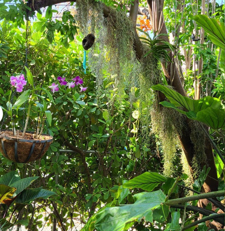 SALE 3 Gal. Spanish Moss Craft Mulch or Hang live Air Etsy